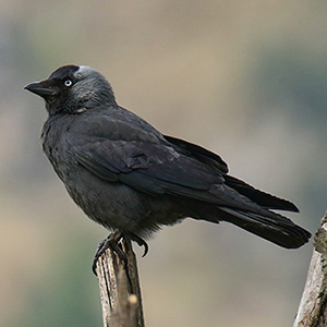 Eurasian Jackdaw